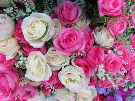 Close Up On Some White And Pink Artificial Fake Rose Flowers Stock