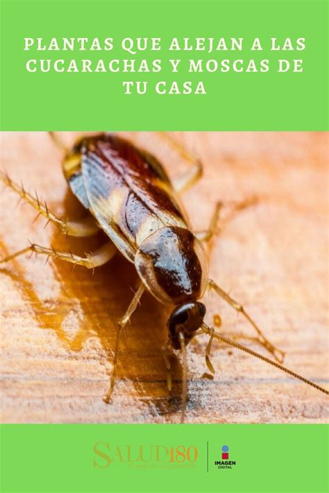 Plantas Que Alejan A Las Cucarachas Y Moscas De Tu Casa En 2020
