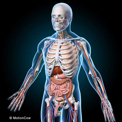 Ultimate Human Anatomy Motioncow