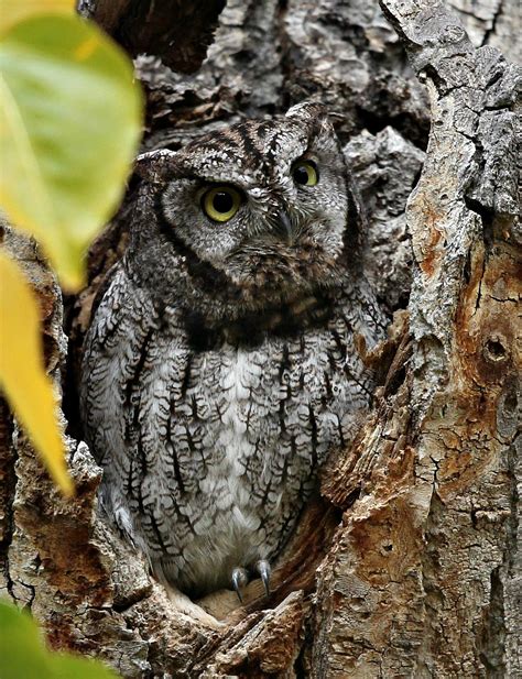 Any new world owl of genus megascops. Screech-Owls Are Looking for a Home | BirdNote