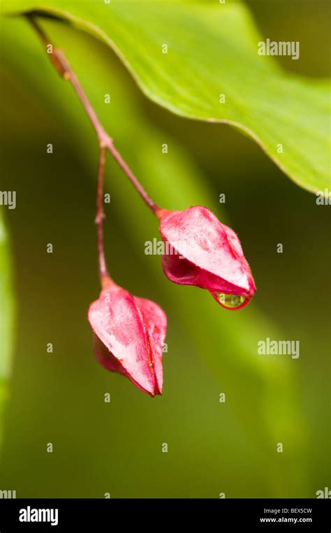 Tree Seed Pod Fotografías E Imágenes De Alta Resolución Alamy