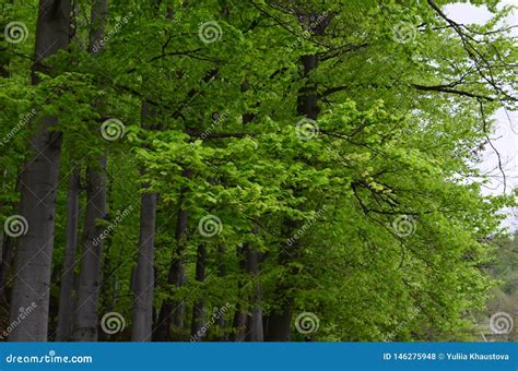 Spring Beech Forest With Fresh Light Green Foliage Stock Photo Image