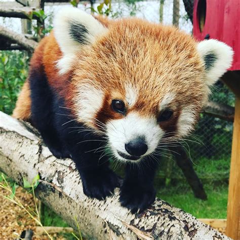 Adopt A Red Panda In The Uk Red Panda T Packs Folly Farm