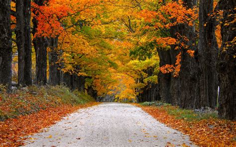 Autumn Nature Path Leaves Mountain Fall Colorful Trees Road Wallpaper