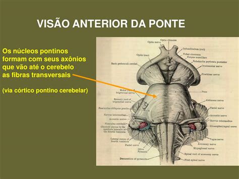 Ppt O Tronco Cerebral Bulbo E Ponte Powerpoint Presentation Free Download Id