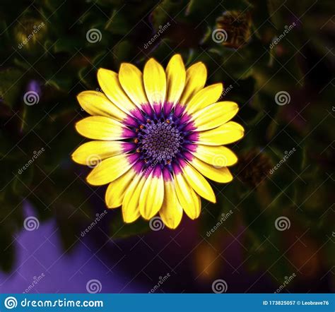 Photograph Of Yellow And Purple Daisy Flower With Unfocused Background