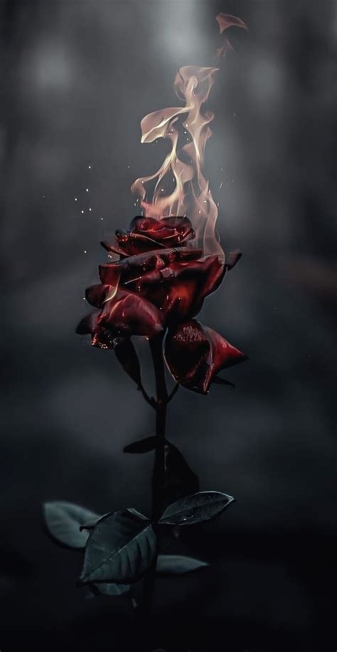 Rose On Fire Burning Petal Hd Phone Wallpaper Pxfuel