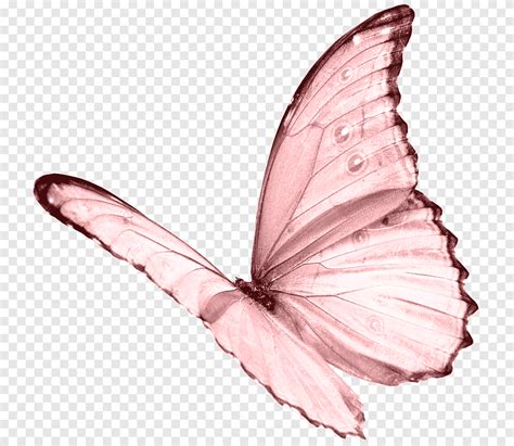 Różowy motyl png PNGEgg