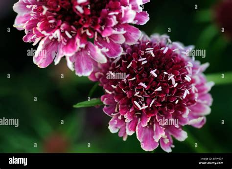 Scabiosa Atropurpurea Pincushion Flower Hi Res Stock Photography And