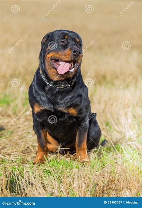 Rottweiler Dog In The Field Stock Image Image Of Black Animal 59903727