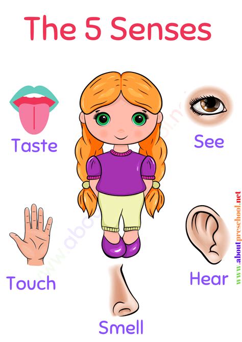 Kindergarten 5 Senses Worksheets 2 About Preschool