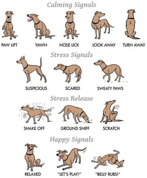 Pin By Purple Orchid Health Spa On Pets Dog Body Language Dog
