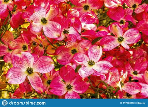 Red Flowering Dogwood Tree Blooming Stock Photo Image Of Garden