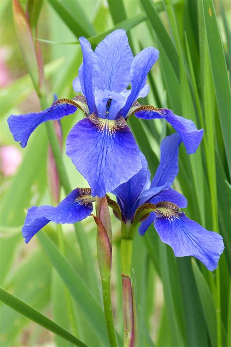 Pin By Lauren Watson On Oregon Flowers Flower Photos Beautiful