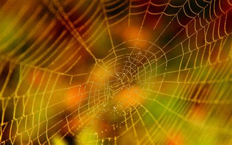 Free Download Red Spider Web Ipad Wallpaper 1600x1200 For Your