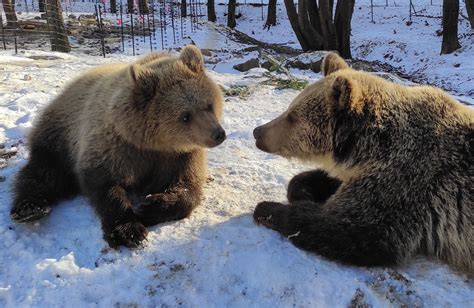 V Košickej Zoo Niektoré Druhy Zazimovali Väčšina Zvierat žije Vo Výbehoch