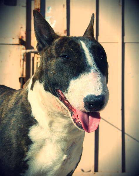 Bull Terrier For Adoption — Strictly Bull Terriers