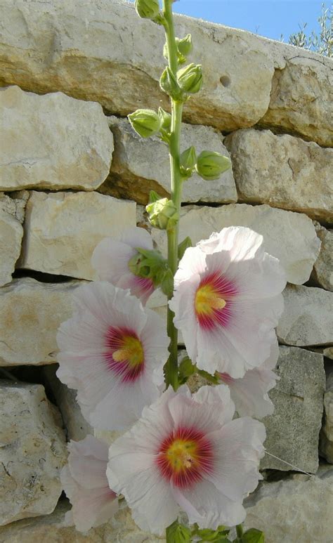 Growing Hollyhocks A Traditional Cottage Garden Favorite