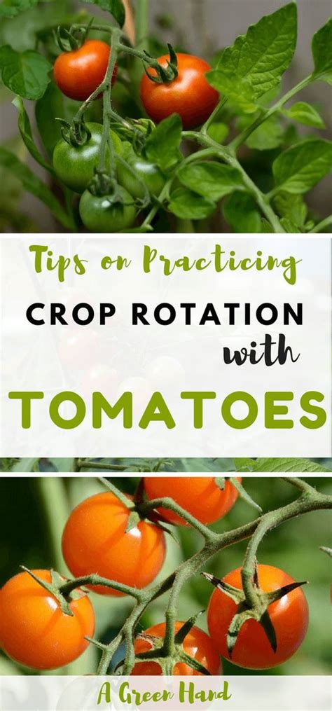 Practicing Crop Rotation With Tomatoes Croprotation Tomatoes