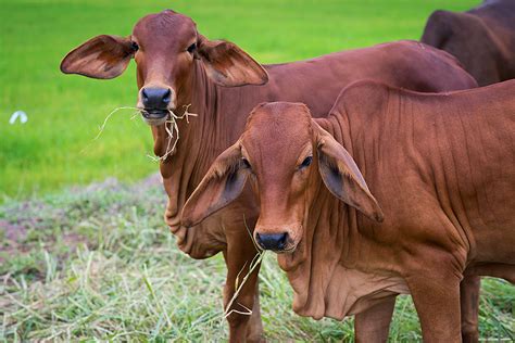 Brahman Cattle Karoo Livestock Exports