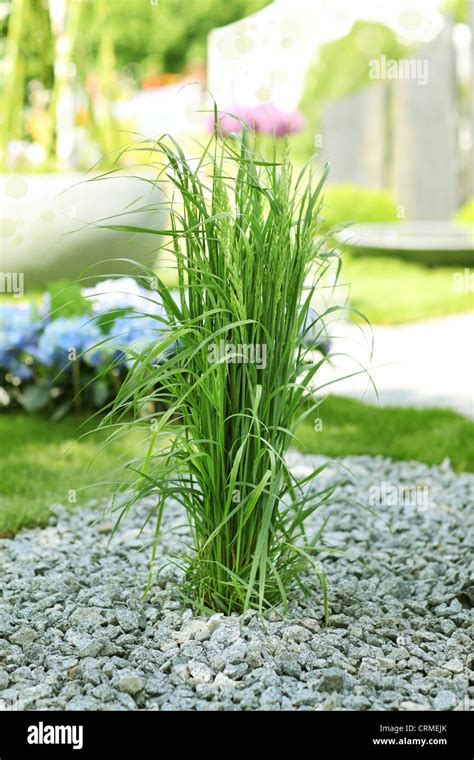 Ornamental Grass In Rock Garden Stock Photo Alamy