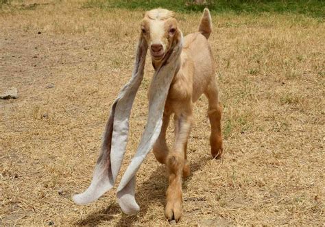 Pakistan Goat May Set Guinness World Record With 21 Inch Long Ears