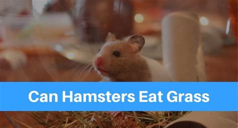 Can Hamsters Eat Grass Petsolino