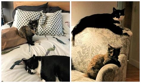 Cat Of The Month February 2019 Mudhoney Rainier Veterinary Hospital