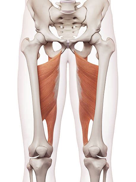 Meanwhile, the vastus lateralis is on the side of the thigh, while the vastus intermedius is hidden below the rectus femoris(5). Royalty Free Upper Legs Muscles Anatomy Pictures, Images and Stock Photos - iStock