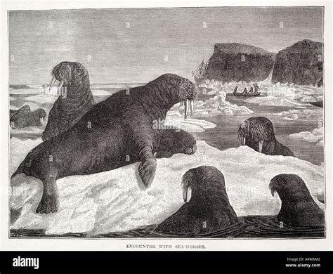 Walrus Tusk Mammal Marine Maritime Ice Berg Flipper Flow Colony Herd