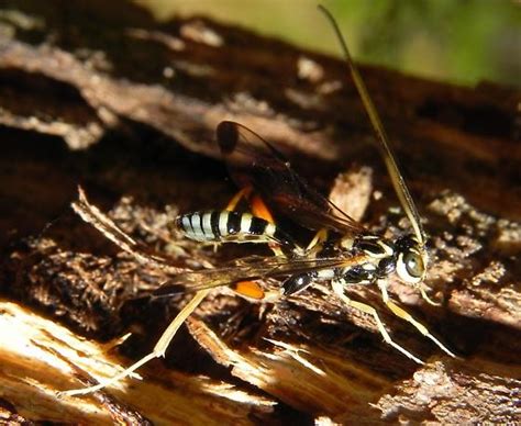 Wasp Species Arotes Decorus Bugguidenet