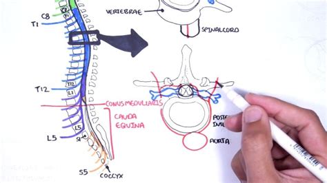Spinal Cord Diagram