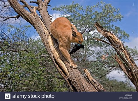 Caracal Hunting High Resolution Stock Photography And Images Alamy