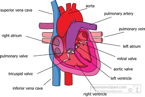 Anatomy Clipart Parts Of The Heart Circulatory System Labeled Clipart
