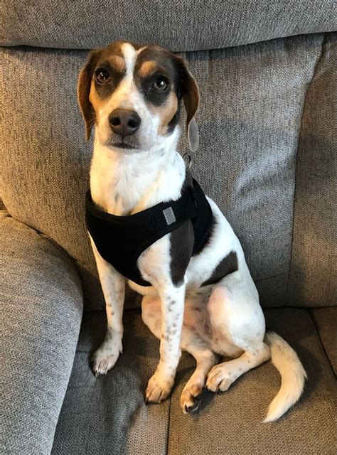 Our Angel Rat Terrierbeagle Mix Maggie Being A Model As Always ️ Imgur