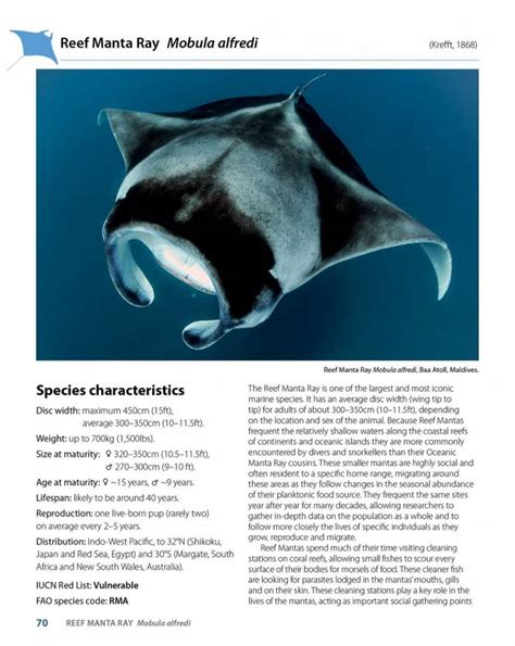 Guide To The Manta And Devil Rays Of The World Veldshopnl