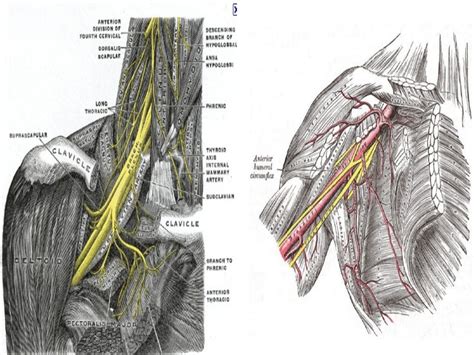 Brachial Plexus Made So Easy