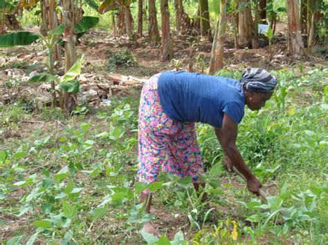 Expand Agribusiness For 150 Women And Girls In Ghana Globalgiving