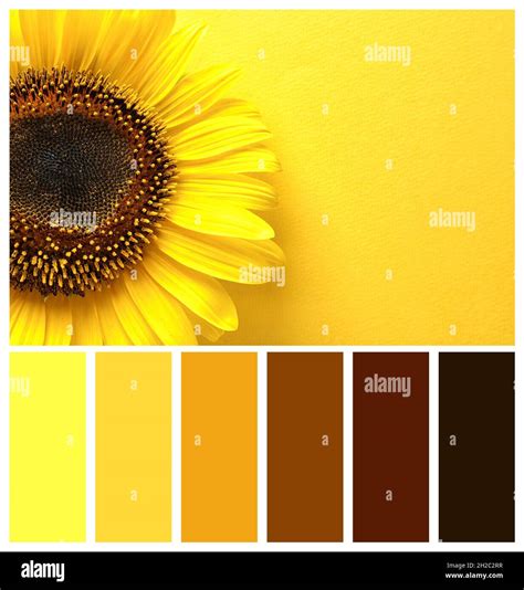 Bộ Sưu Tập 1200 Yellow Background Color Combination Ấn Tượng Và đẹp