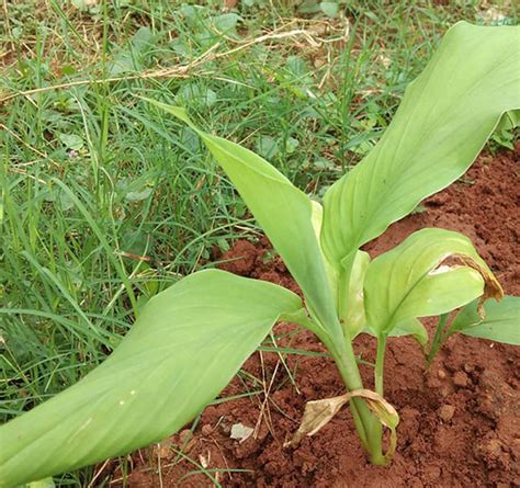 Turmeric Plant All About Growing Caring Curcuma Longa Plant
