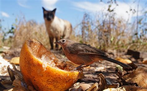 They sit rather upright on short legs, have tapered tails, large eyes and shallow but broad bills, which help them catch flying insects. Free Images : nature, wildlife, cat, autumn, fauna, hunt ...