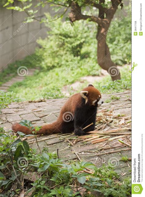 Red Panda Eating Bamboo Chengdu Stock Photo Image Of Sichuan Animal