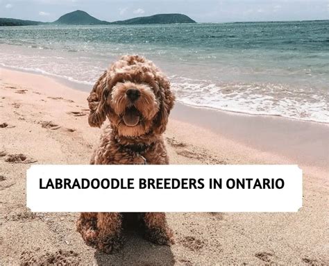 The 10 Most Responsible Labradoodle Breeders In Ontario 2024