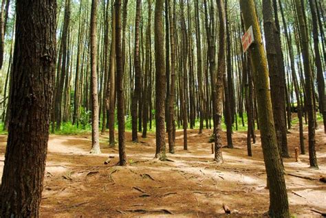 Gambar Pemandangan Hutan Pinus Kumpulan Gambar Panorama Alam