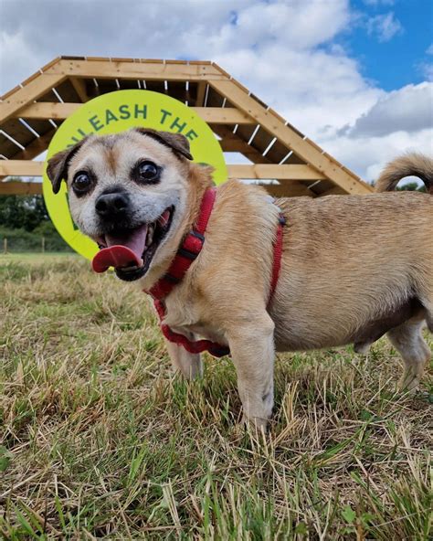 Photo Gallery - Unleash the Dogs | Secure Dog Parks