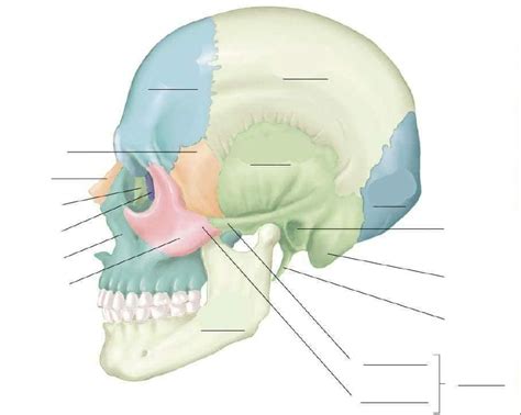Diagram Skull Lateral Diagram Quizlet