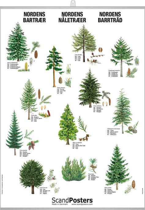 Coniferous Tree Poster Beautiful Poster With Trees