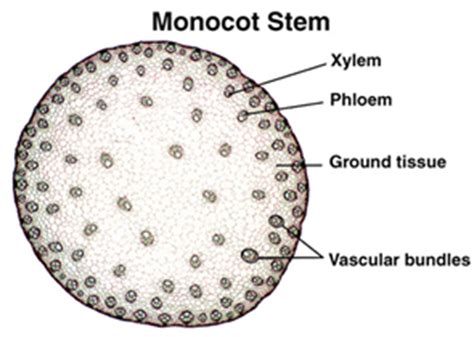 The main elements of the stem are merely the vascular figure %: Difference between Dicot and Monocot Stem | Major Differences
