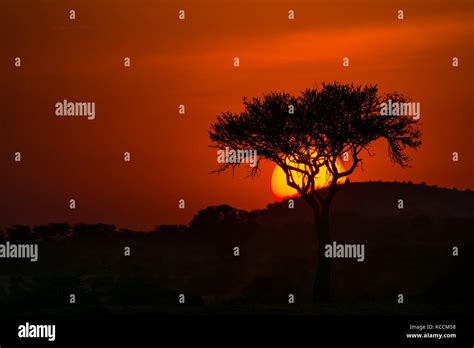 Sun Setting Behind Silhouetted Acacia Tree Masai Mara National Game