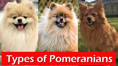 5 Different Types Of Pomeranians Types Of Pomeranian That Are Popular Today Youtube